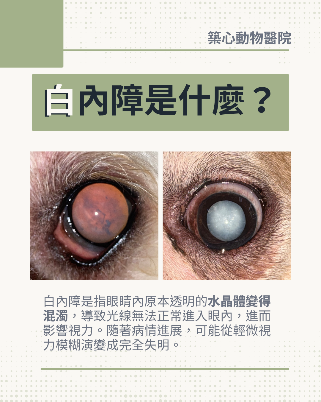 毛孩眼睛霧濛濛？認識犬貓白內障
