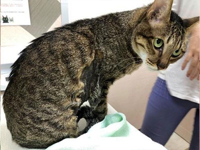 築心動物醫院 專業貓科門診 貼心獨立專屬醫療空間 築心動物醫院 專業貓科門診 貼心獨立專屬醫療空間